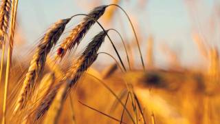 Gui Boratto - This Is Not The End