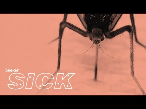 What Happens When Someone Gets Dengue Fever?