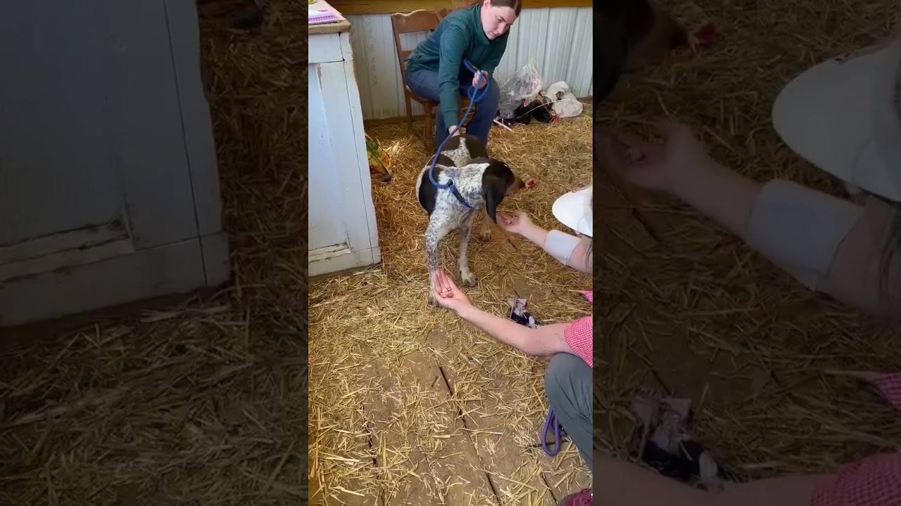 Radar, a ADOPTABLE Bluetick Coonhound in Lexington, MA video 2/5