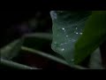Rain WhatsApp Status Soothing Monsoon Rain