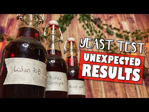 Bread vs. Wine Yeast | The Results