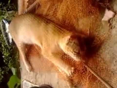 funny cat playing with net