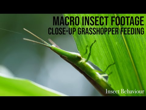 Macro footage of a grasshopper feeding on a leaf | Insect Behaviour