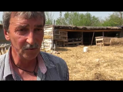 Știre Etv/ 05.05.2017 – OI ATACATE DE ANIMALE MISTERIOASE