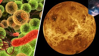 Life on Venus? Dark patches could be signs of microbial life - TomoNews