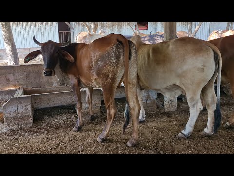 Corrales de don Victorino Meléndez, Santa Rosa de Lima, La Unión, martes 31 de marzo 2026.