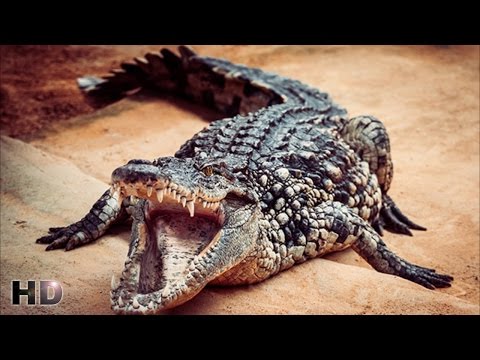 Shawn Storm - Dozen Crocodile (Raw) [Pressure Riddim] June 2015