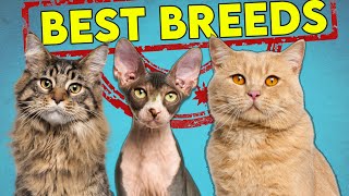 These Are The Best (and Worst) Cat Breeds For First Time Owners - Updated!