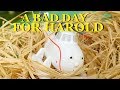 Tomy Trackmaster A Bad Day For Harold