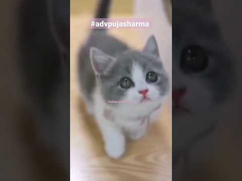 Cats | Funny Cats #shorts #funny #reels #funnyvideo #cat 💕 Kore Nani Neko