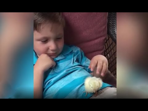 妈妈买了一只小鸡送给儿子，接下来小鸡的举动，儿子瞬间崩溃了