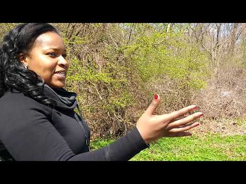 Wellesley Housing Authority's Patricia Edmond talks about clean-up day