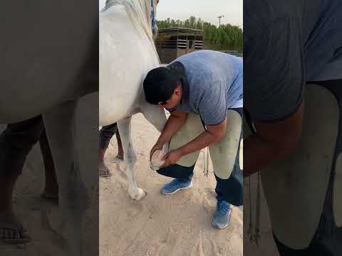 Treating Laminitis in Arabian Mares: A Practical Case