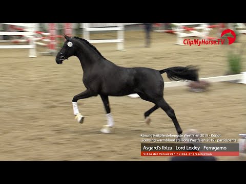 Hengst v. Asgard`s Ibiza - Lord Loxley - Ferragamo