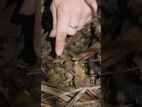 Scat time!