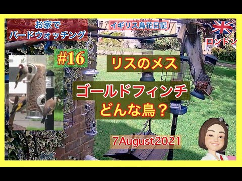 果樹園の菜園にゴシキヒワを誘引する方法のヒント
