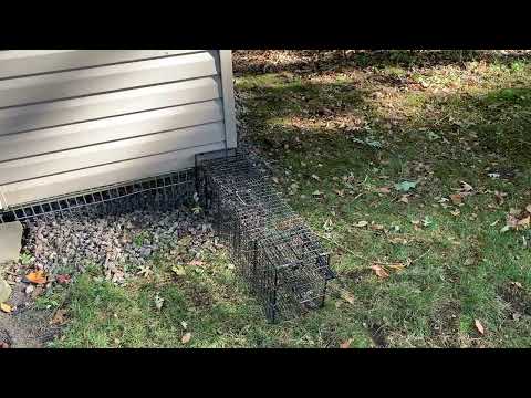 Groundhogs Eating Homeowners Plants & Harboring Under Shed in Wall Township, NJ