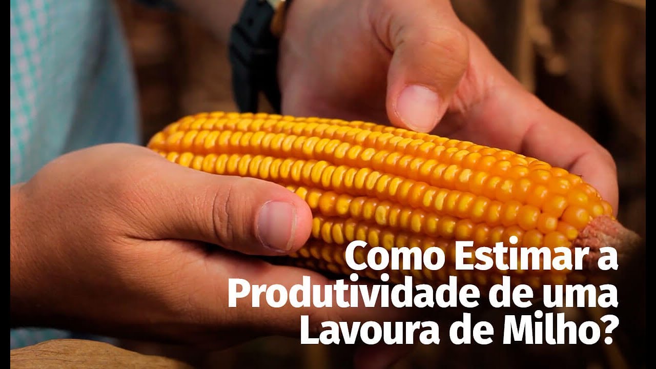 Como Estimar a Produtividade na Cultura do Milho?