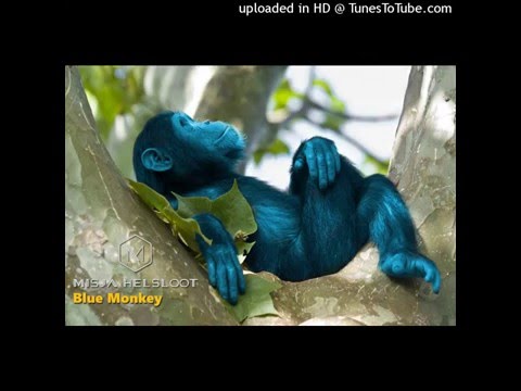 Misja Helsloot - Blue Monkey