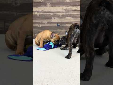Video 6