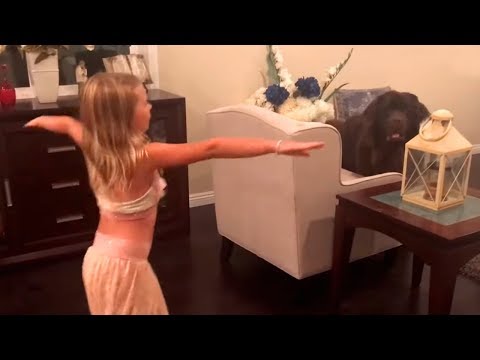 Giant Newfoundland out-dances little girl