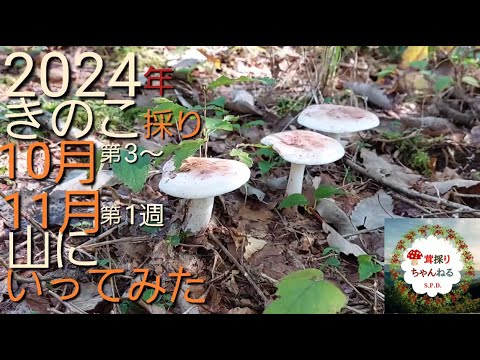  9月のキノコはどれ？今月採れる食用で認識しやすい種 8 種  庭園