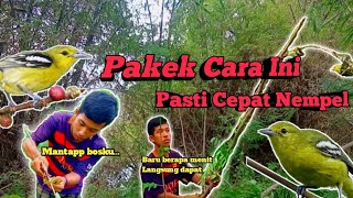 Download lagu Pikat Burung Sirtu/Cipoh || (yang susah turun) mp3