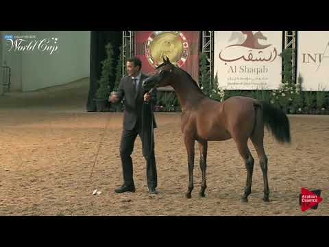 N.183 COPPERFIELD ORA - LAS VEGAS 2019 - Arabian World Cup Junior Colts (Class 121).mp4