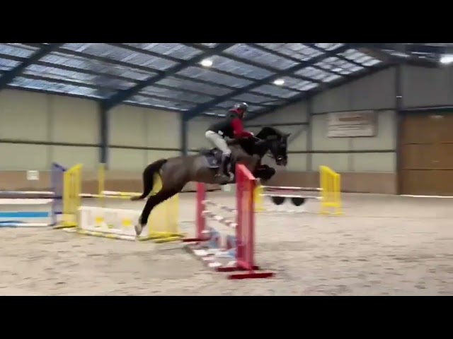 Hongre 8 ans selle fran&ccedil;ais 