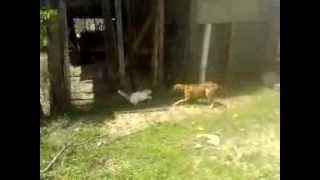 preview picture of video 'meu cachorro nike tentando pegar gato.   em São Domingos go'