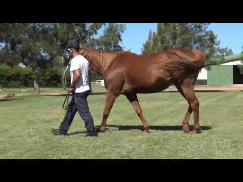 Lote BROKEN FLOWER (BRZ)