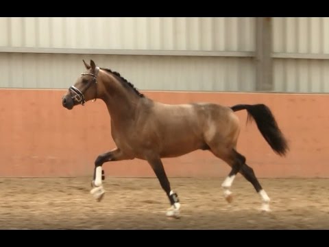 3. Ponyforum Hengsttage DANCE DE LUXE v. Dance Star AT - FS Champion de Luxe