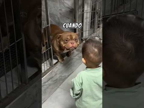 🐶 El Pitbull que nadie quería ❤️