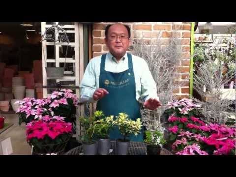 ヒイラギ、ベルギレックス 植物