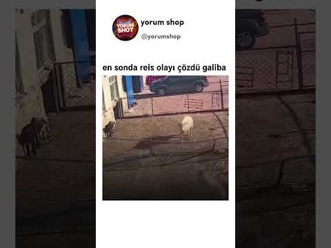 zeki olanı kazandı🐑