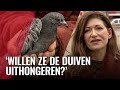 Angst voor verhongerende duiven door voerverbod