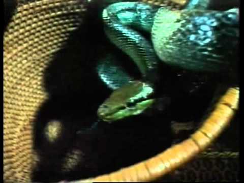 Fer-de-Lance (Terreur Sous La Mer) (Death Dive) (Russ Mayberry, 1974)