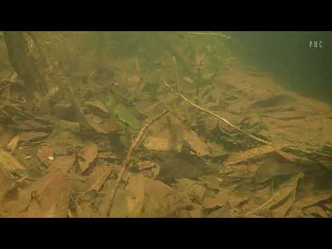 Crenicichla lepidota