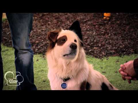 Dog With A Blog - Stan's Old Owner