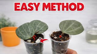 $311 Rare Hoya Latifolia Silver Propagation Results (1 Month Later)