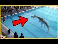 20 Gevaarlijke Dieren Die Zwembaden Zijn Binnengedrongen