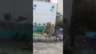 Download lagu itha paththu sirikkuratha? alukiratha🙄🥺 #virelshorts #voiceover #shortsfeed #monkeyvideo mp3 Download lagu itha paththu sirikkuratha? alukiratha🙄🥺 #virelshorts #voiceover #shortsfeed #monkeyvideo mp3