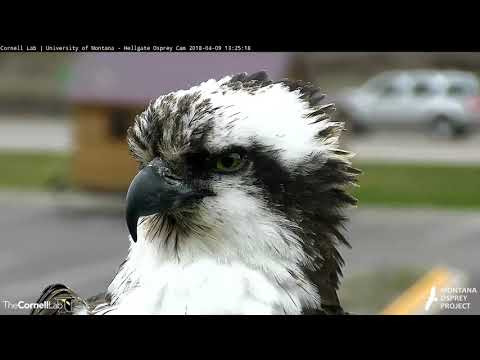 Closeups of Iris, April 9, 2018 | Cornell Lab | University of Montana Hellgate Ospreys