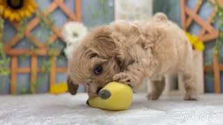 ハーフ犬の動画01