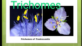 ||Trichomes and Function of Trichomes|| Role to Trichomes and different types of trichomes||