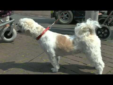 't Heijdse Vismaatjeskoor Marie Louise