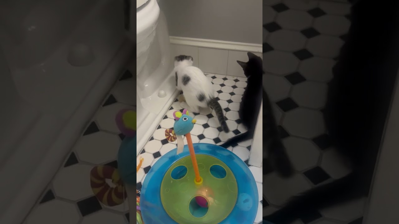 Arlo, a ADOPTABLE American Shorthair in Hilton Head Island, SC video 6/6