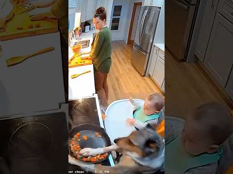 Aussie Shepherd Stops Baby to Grab Hot Pan #viralhero #familyguard #youtubeshorts #fyp #doghero