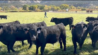 Herd Quitter® Minute - Enjoying the Journey