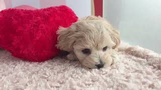 ハーフ犬の動画01